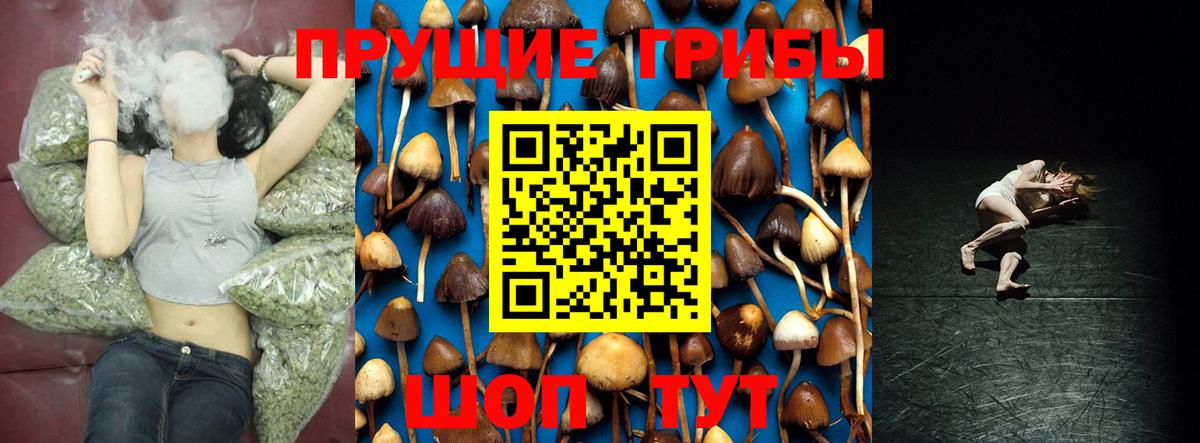Псилоцибиновые грибы Psilocybine cubensis Зима