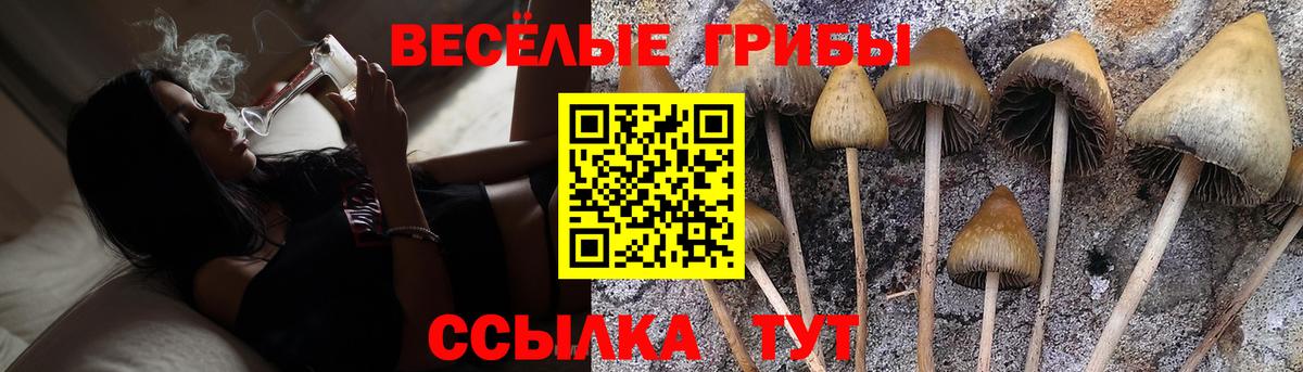 Псилоцибиновые грибы Cubensis  Псилоцибиновые грибы Psilocybine cubensis  Зима  Вход с VPN 